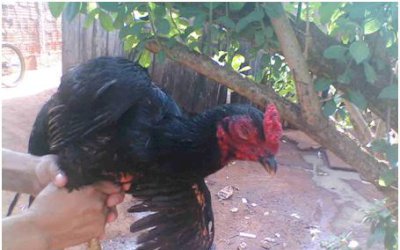 IVINHEMA: PC e PM esta no encalço de “rinha de galo”