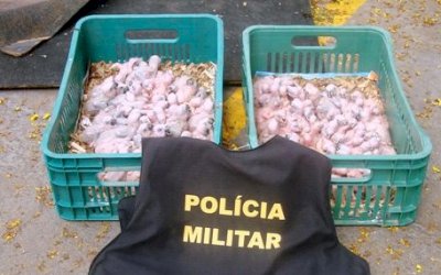 CASA VERDE: Homem é preso apreendido com papagaios comprados em Ivinhema