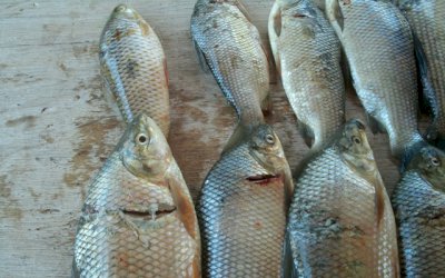 IVINHEMA: 4 pescadores são presos no Rio Ivinhema