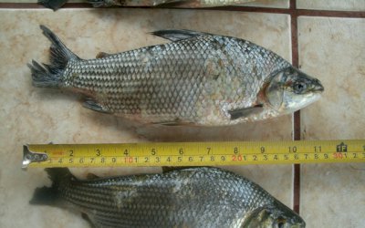 ANGÉLICA: PMA prende pescador por capturar pescado fora da medida e com petrechos proibidos