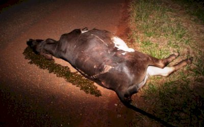 Novilha atravessa rodovia e causa acidente com ônibus escolar em Glória de Dourados