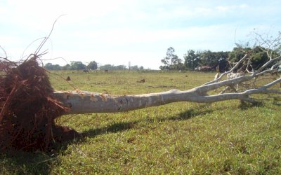 IVINHEMA: PMA autua assentado  em R$ 6 mil por desmatamento e derrubada de árvores 