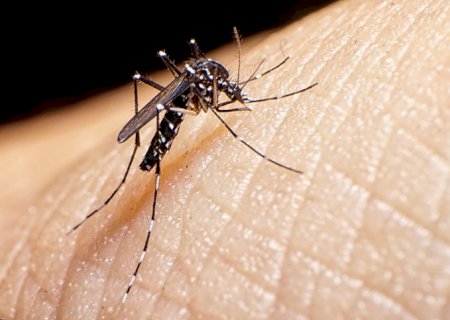 Deodápolis e Angélica atingem média incidência de dengue