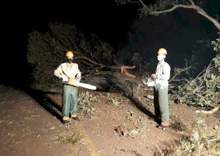 DEODÁPOLIS: Carreta perde controle e bate em arvore na MS-276