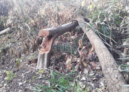 Homem é autuado em R$ 12 mil por derrubar árvores em área protegida de matas ciliares