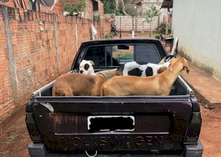 DEODÁPOLIS: Policia Militar apreende armamentos utilizados em caça de animais silvestres