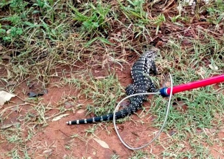 BATAYPORÃ: PMA captura lagarto teiú dentro de residência na cidade
