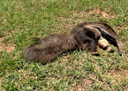 DEODÁPOLIS: PMA resgata tamanduá-bandeira à margem de rodovia vítima de atropelamento em estado grave