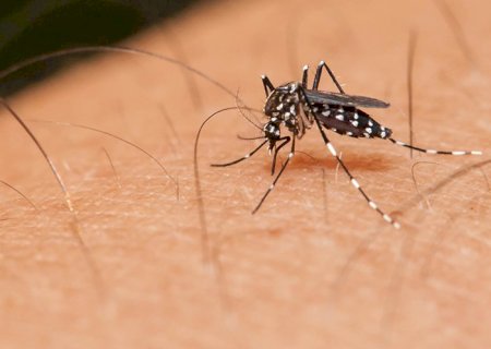 ANGÉLICA: Município é a segunda cidade do estado com maior incidência de dengue