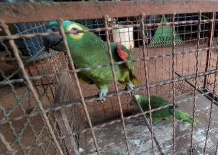 Moradora de Batayporã é multada em R$ 15 mil por manter papagaios e tucano em cativeiro