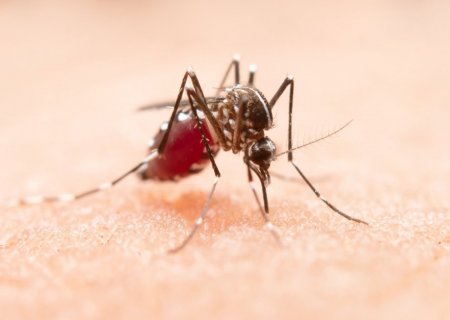 Brasil registra 1,5 milhão de casos prováveis de dengue em 2023