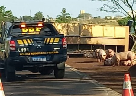 Caminhão carregado de porcos tomba em acidente na BR-376 entre Dourados e Fátima do Sul