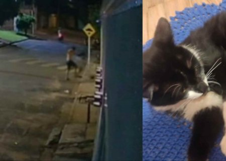 VÍDEO: Gato sofre ferimentos após vizinho chutar animal