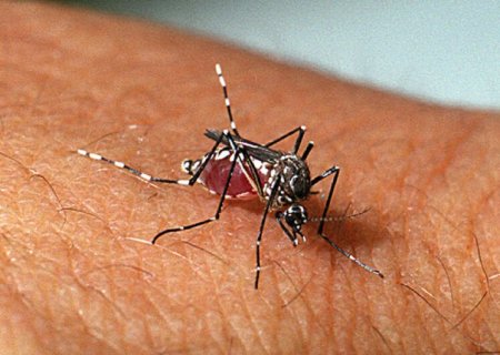 Dengue: Brasil tem mais de mil mortes confirmadas ou em investigação