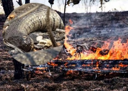 Combate a incêndios no Pantanal em MS é pauta de audiência no STF nesta quinta-feira