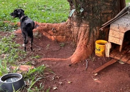 Idoso é preso após abandonar cadela em chácara em MS