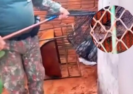 NAVIRAÍ: Morador acha 'lobo' dentro de sua churrasqueira