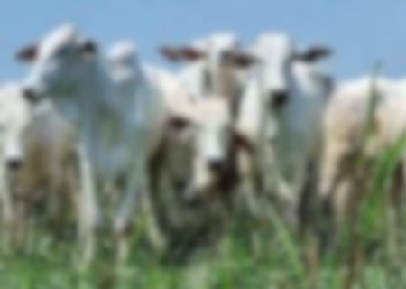 Crimes de abigeato caem 49% em MS, mas fim do Sinal Agro ameaça combate a furtos rurais