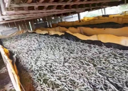 DEODÁPOLIS: Produtora de bicho da seda alega prejuízo com pulverização de agrotóxicos