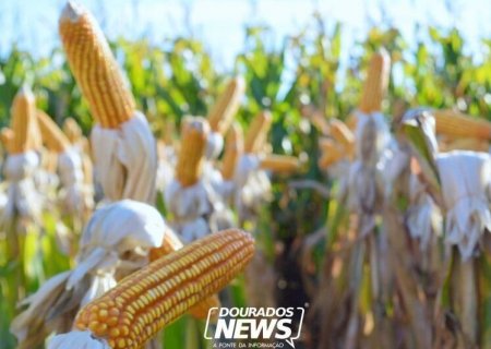 Conab estima safra de grãos acima de 328 milhões de toneladas