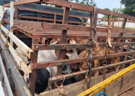 NOVA ANDRADINA: Polícia Militar Ambiental autua homem por maus-tratos a animais e porte ilegal de arma