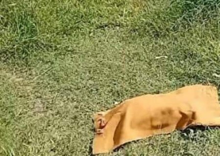 Mulher diz que ap&oacute;s dores abdominais expeliu feto que foi carregado por c&atilde;o