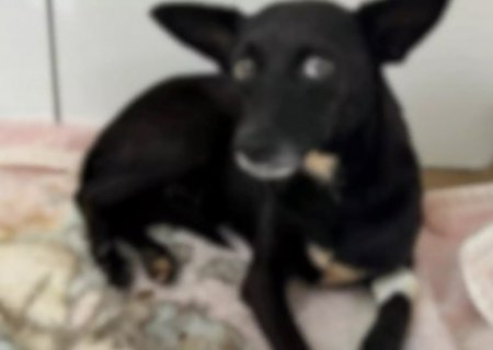 Homem é preso ao ser flagrado pela irmã, abusando de cadela em MS