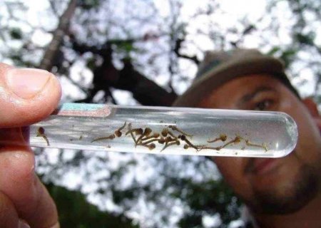 Com sete mortes confirmadas, casos de dengue chegam a 2.445 em MS