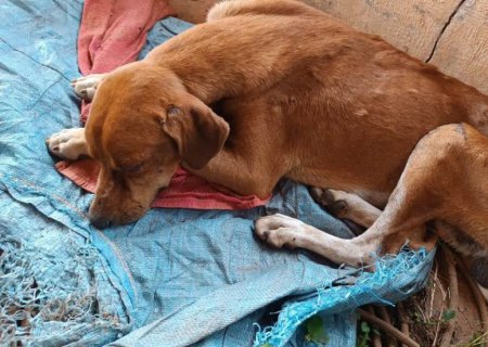 Homem é preso por maus tratos contra animal doméstico em MS