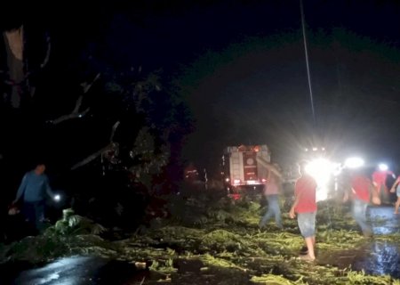 Chuva com vento derruba árvore e interdita BR-376 entre Fátima do Sul e Dourados