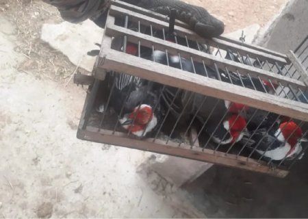 Com atuação de MS, operação prende um dos maiores traficantes de animais do país
