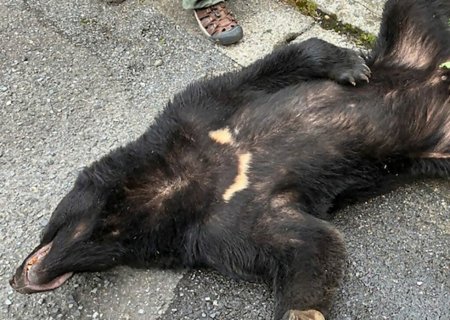 Urso que causou fechamento de 94 escolas é capturado no Japão