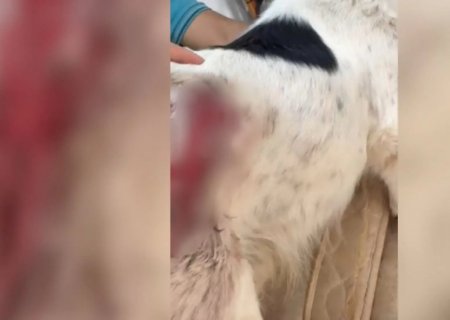 Cachorro leva dois tiros após suspeito invadir casa em Ribas do Rio Pardo