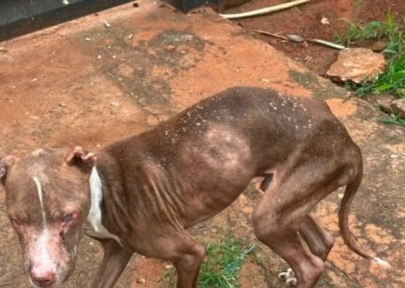 Polícia Civil resgata cão em estado crítico de maus-tratos durante ação em ponto de tráfico na Capital