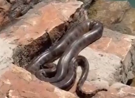 Sucuri é flagrada “lagarteando” em área de banho de balneário em Bonito
