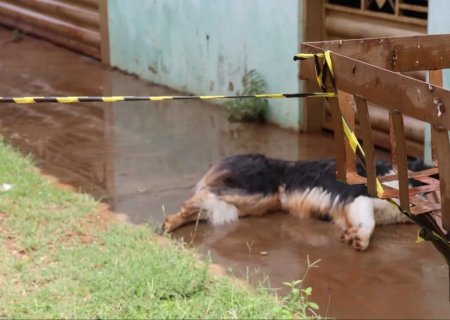 Cachorro é morto a tiros pela PM após atacar populares em MS