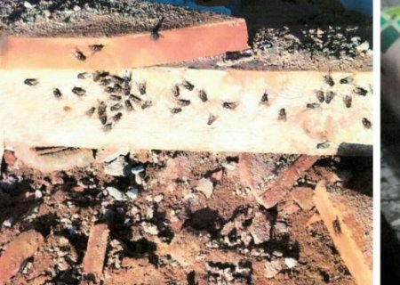 IVINHEMA: Infestação de larvas e moscas leva MPMS a investigar granja avícola